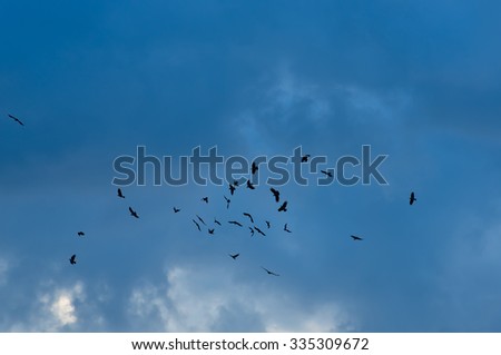 Crows flying in the blue sky