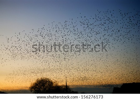 Flock of birds (starlings) fill the sky at sunset over houses and church spire.