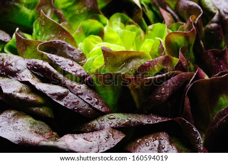 Oak leaf variety of lettuce in close up with water droplets showing freshness.