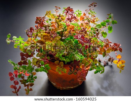 Oregano growing in clay pot showing diversity of color in leaves.