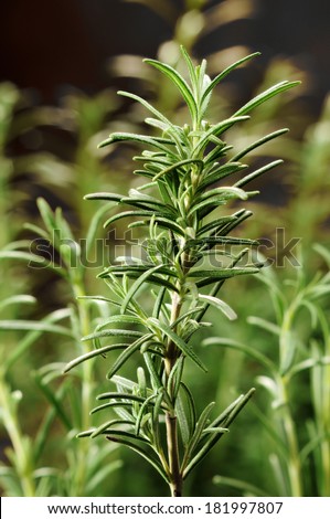 Rosemary herb growing. Selective focus.