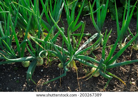 Onion sets growing outdoors in community garden in sunlight.