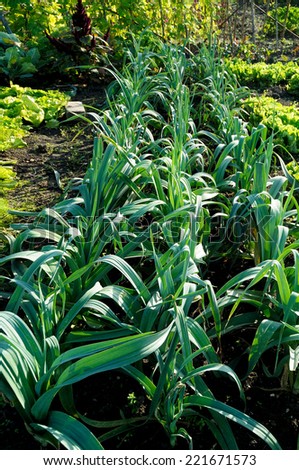 Leeks and other vegetables growing on a community garden.
