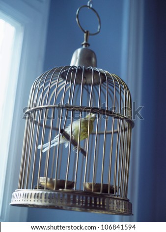 Stuffed bird in a cage, Malmo, Sweden.