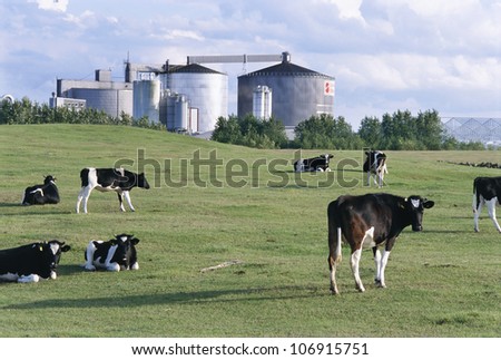 Cows in front of a factory, Osterlen, Skane, Sweden.