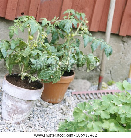 Tomato plants outside a house, Sweden.