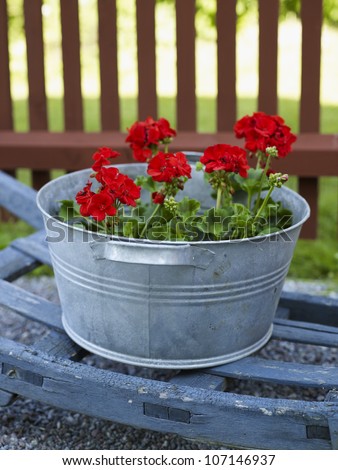 Red geranium in steel pot