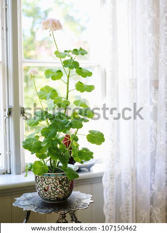 Geranium in a window, Sweden.