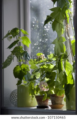 Potted plants on windowsill