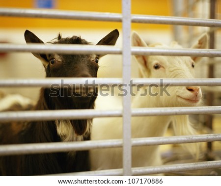 Goats in animal pen looking through bars