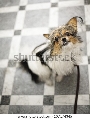 A dog in a leash, Sweden.