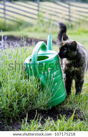 A cat, a water jug and a border of lavender, Sweden.