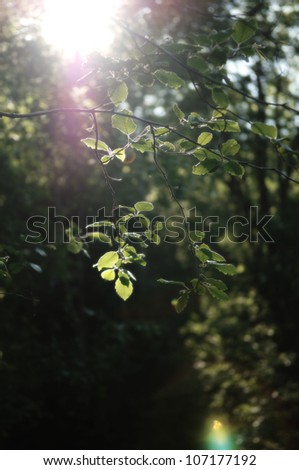 A tree branch in the sun.