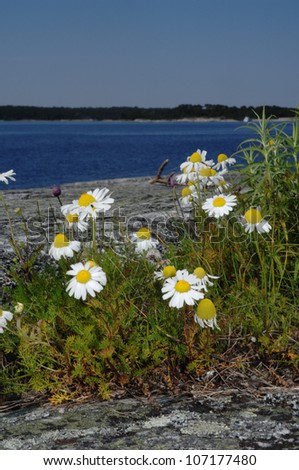 Flowers by the sea, Sweden.