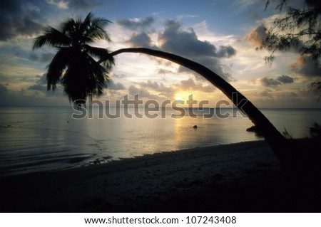 View of bent palm tree at sunset