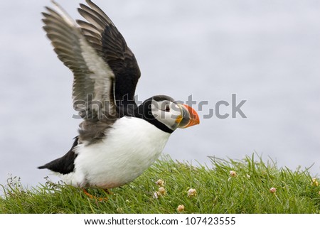 Puffins by the sea, Iceland.