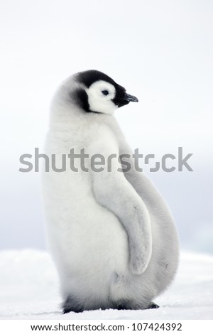 Emperor penguins, young birds, the Antarctic.