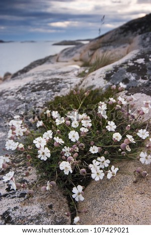 White flowers on the cliffs by the sea, Sweden.