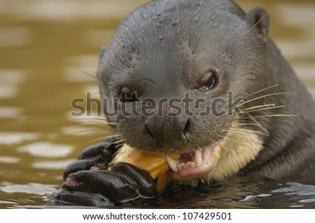 Giant Brazilian Otter