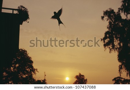 Silhouette of bird flying in sky