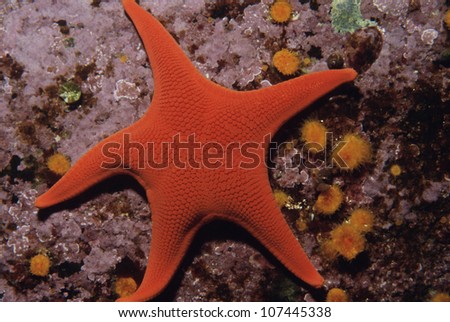 Star fish lying on sea bed