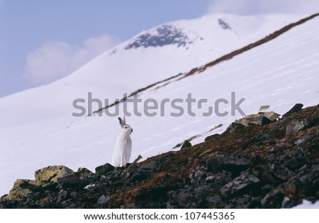 Rabbit by snow-covered mountain