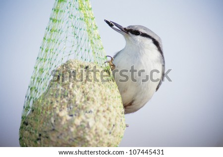 Bird perched on net