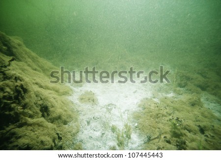 Sea bed covered with moss