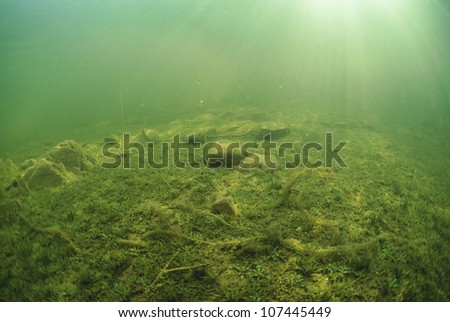 Sea bed covered with moss