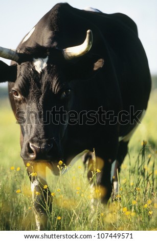 A Black Cow