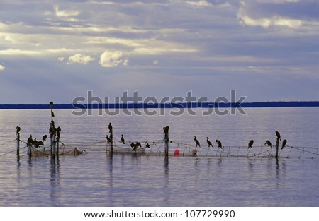 Birds perched on nETS