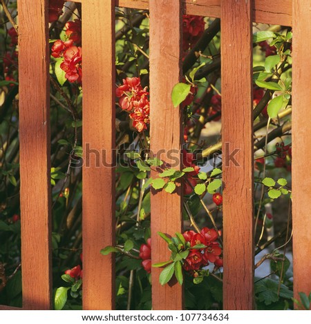 Flowers growing through fence, close-up