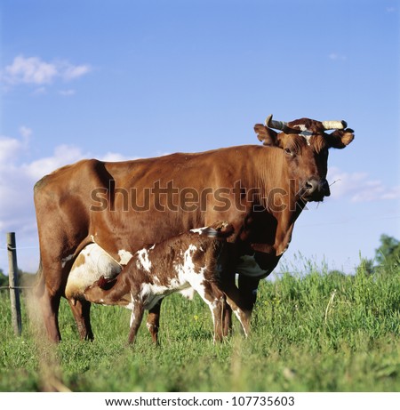 cow nursing calf