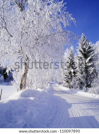 Path through snow-covered trees