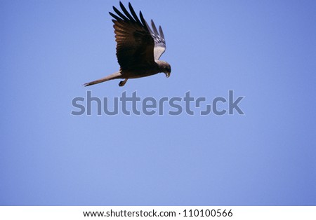 Red Kite flying in sky