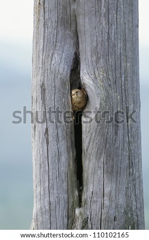 Bird between gap in tree trunk