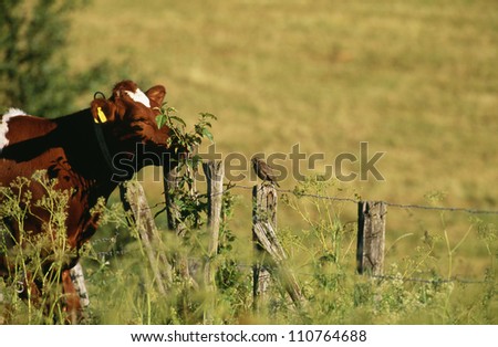 Cow and small bird