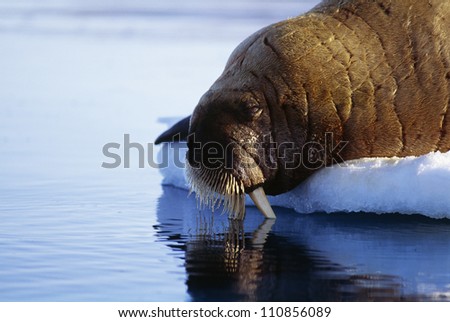 Walrus on iceberg