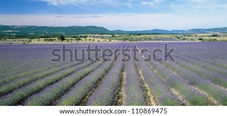 A field of lavender, France