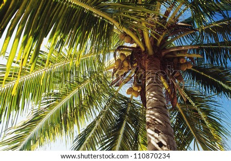 Palm trees, low angle view