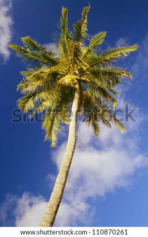 Palm tree, low angle view