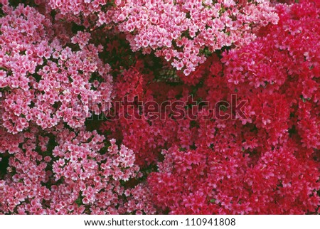 Pink flowers, full frame