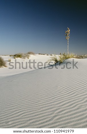 Plants in desert