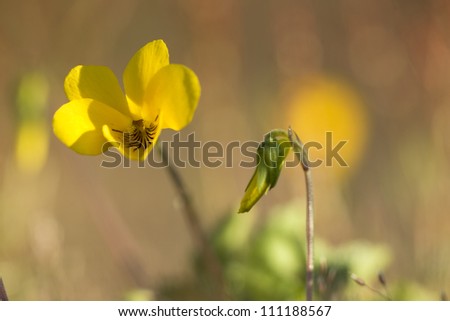 Yellow violet, closeup