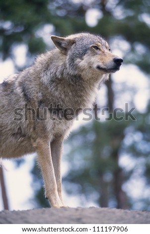 Wolf standing on a rock, side view