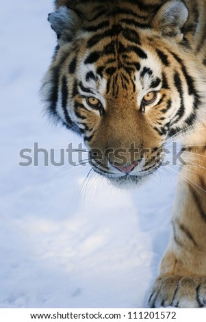 Portrait of bengal tiger walking on snow