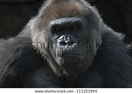 Portrait of Western Lowland Gorilla