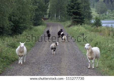 Sheep on a country road