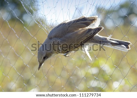 A whitethroat in a bird net