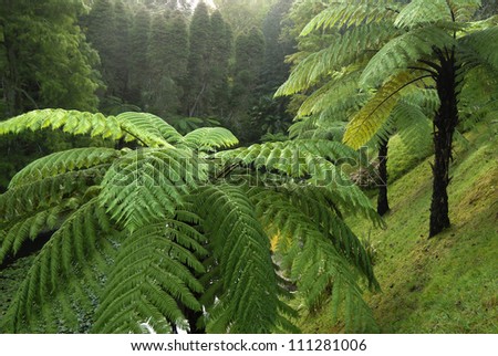 Tree ferns on the hill
